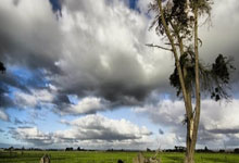 苹果cms模板一副麻将多少张牌？详解麻将牌数及玩法规则苹果cms